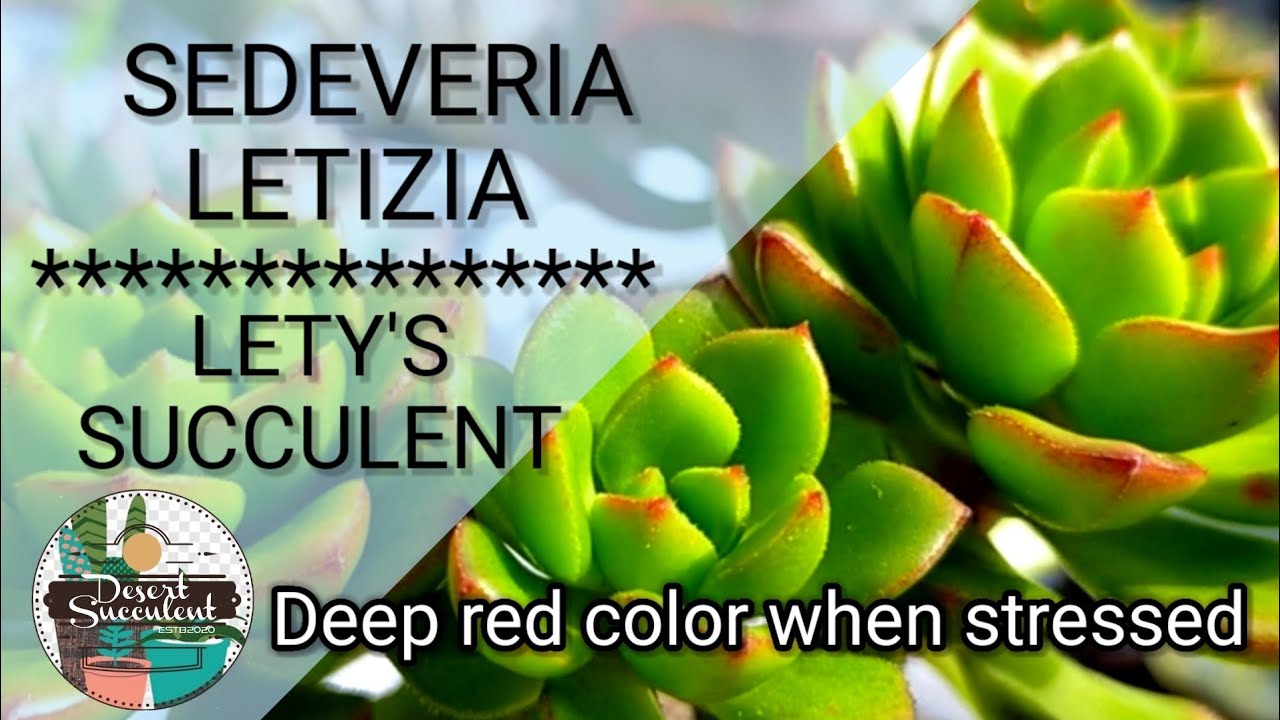 64/100 Sedeveria Letizia Succulent • Lety's Sedeveria | Echeveria Setosa & Sedum Caspidatum Hybrid