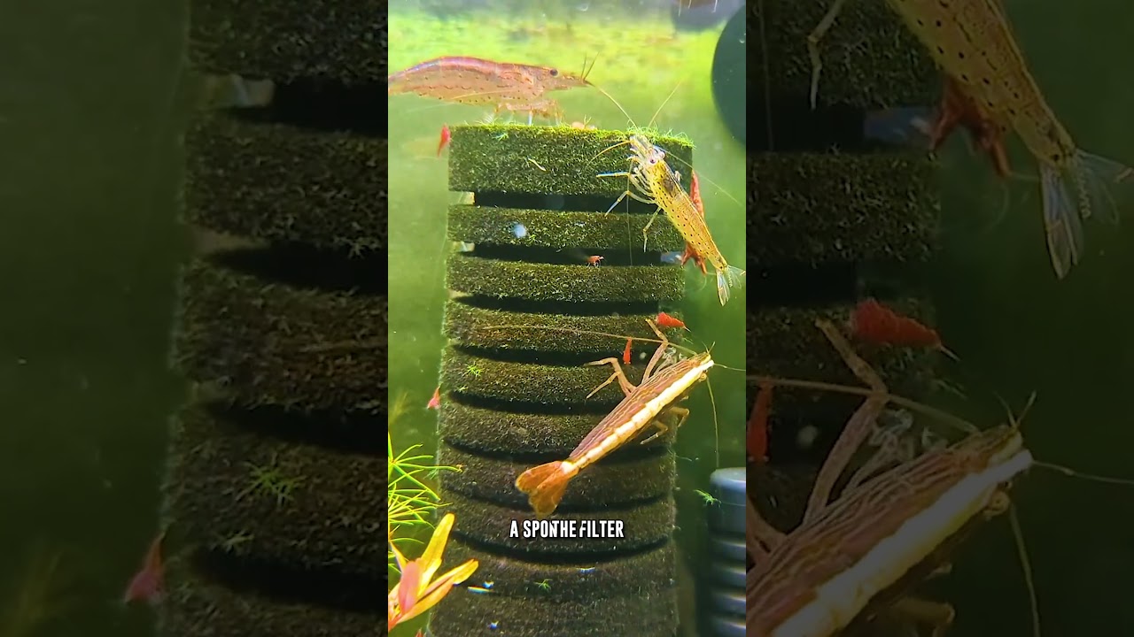 How To Properly OXYGENATE A Shrimp Tank (Most People Miss This!)