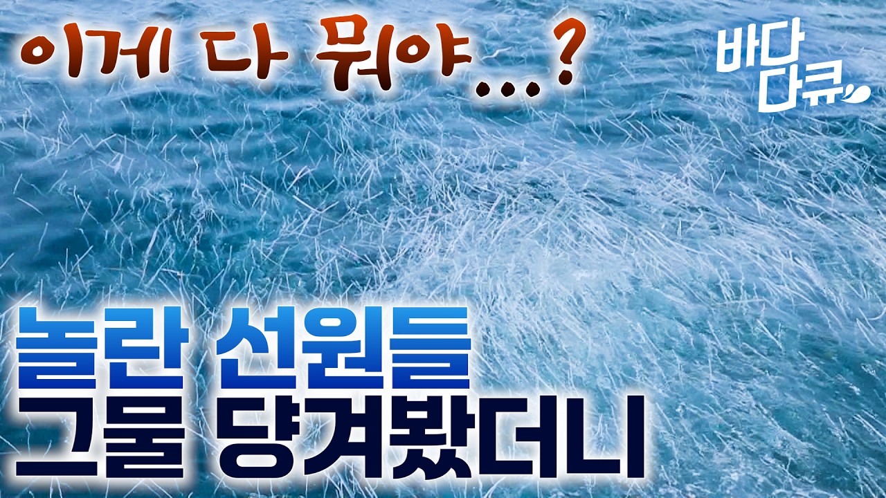 만선이라는 아들들 호출에 엄마가 다급하게 달려가 봤더니  / 태풍이 선물한 대박 조업. 그물 걷자마자 선원들 난리 난 이유 / 배가 터질 듯한 만선의 순간 / #바다다큐