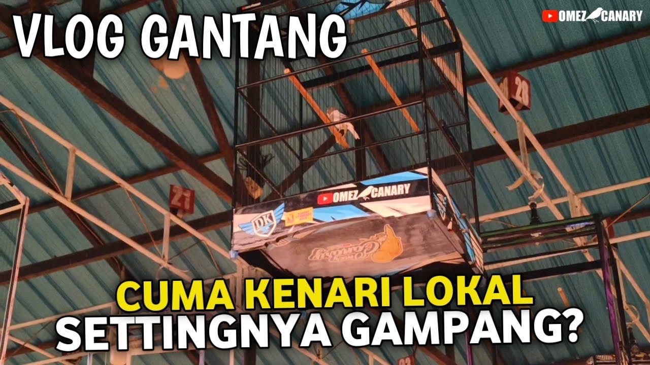 VLOG GANTANG KENARI LOKAL | BISA BUAT LOMBA GAK YA❓