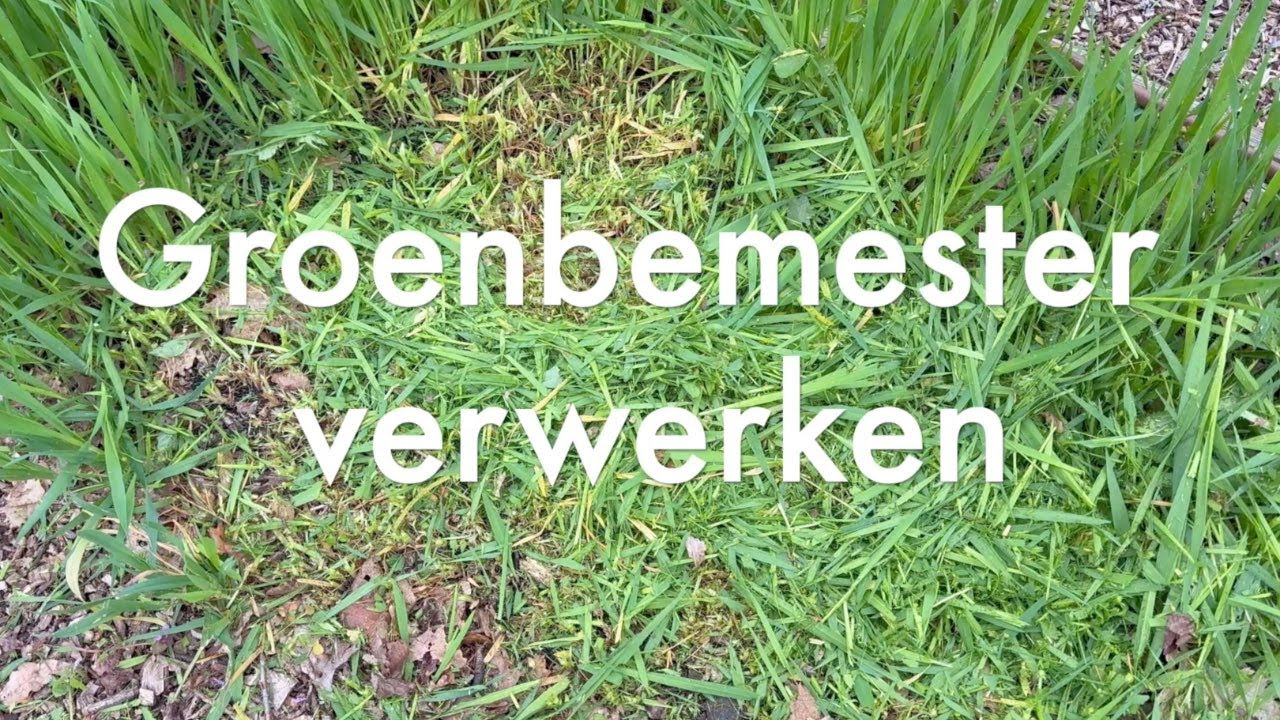 Ini's Moestuin #229 Groenbemester verwerken, veel zaaigoed verspenen, pepers en aubergines verpotten