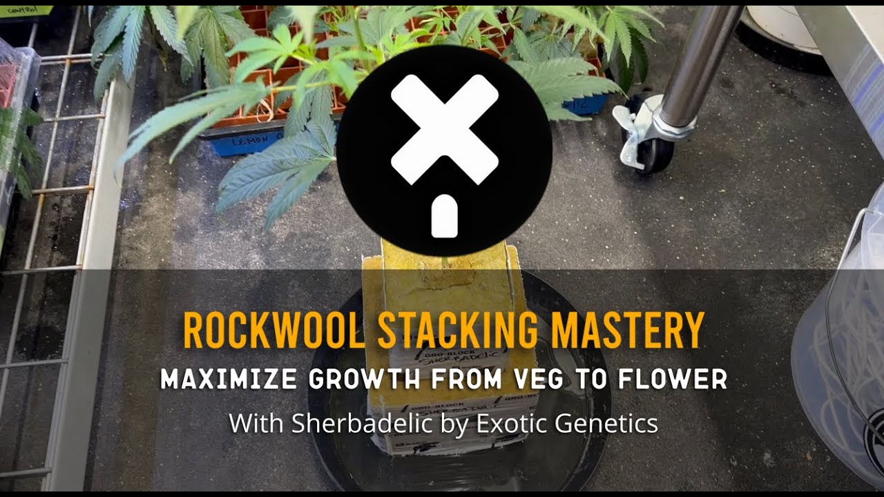 Rockwool Stacking Mastery: Maximize Growth from Veg to Flower