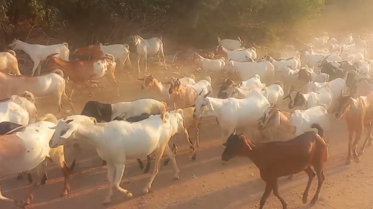 How I Made 7,000,000 Millions Farming 1000 GOATS ONLY!The Lazy Way)
