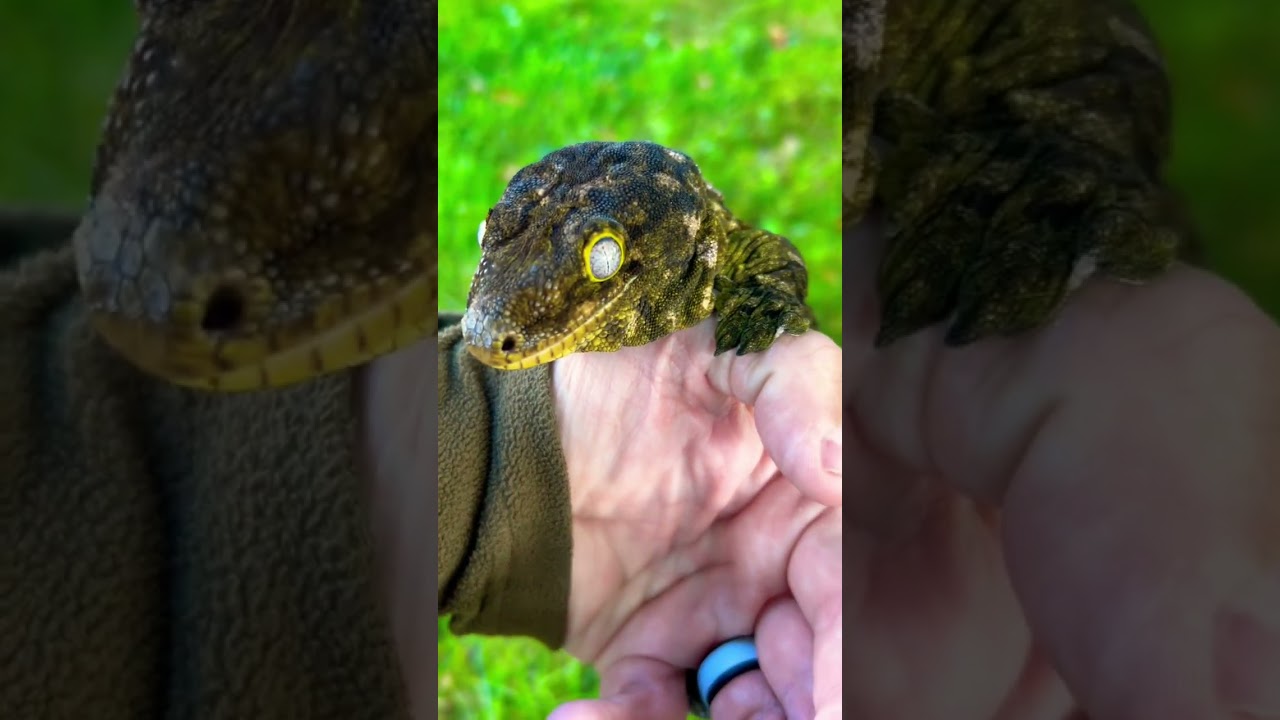 Leachie gecko 🥰#leachie
