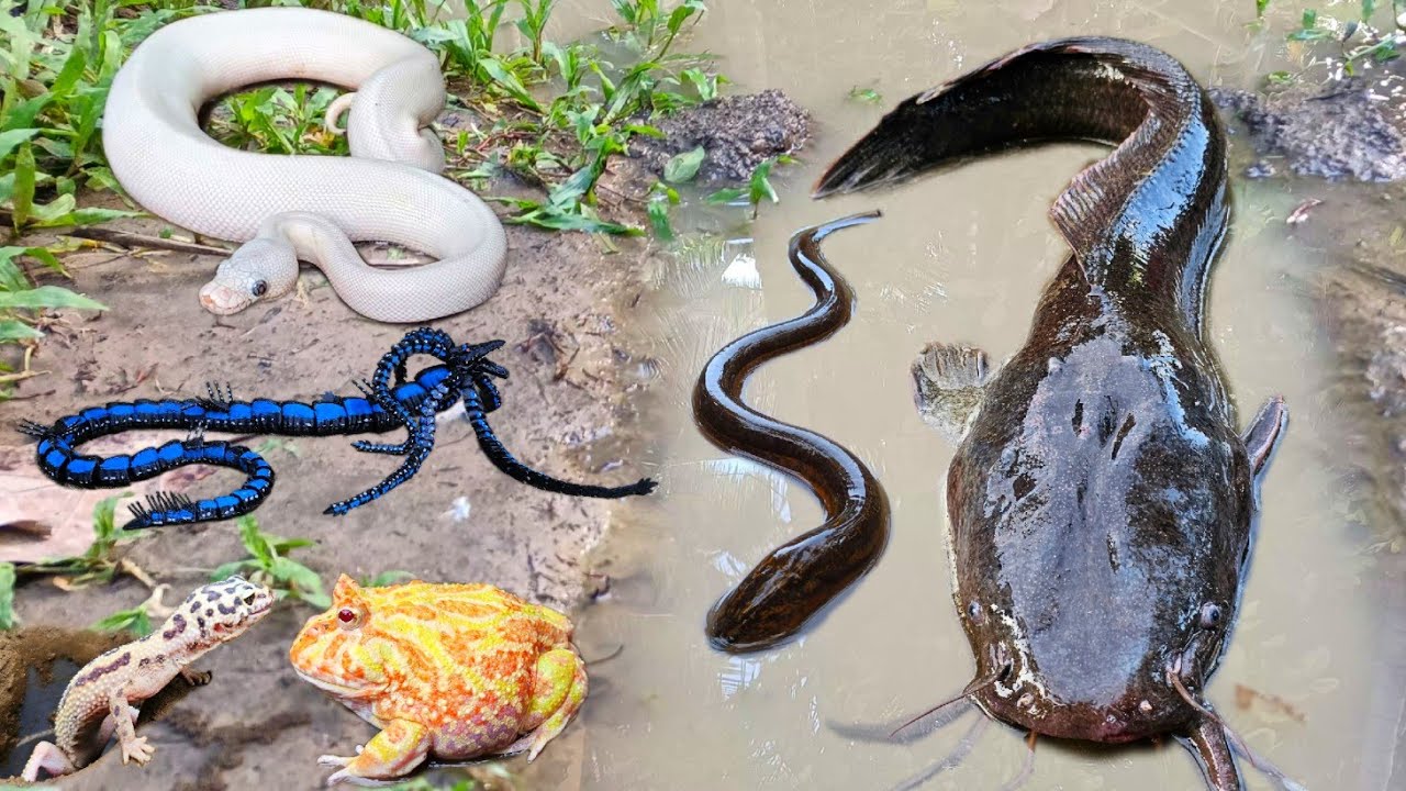 Amazing! Tangkap ikan lele jumbo dalam lubang ada ikan gabus, ikan hias, belut, kura kura, katak