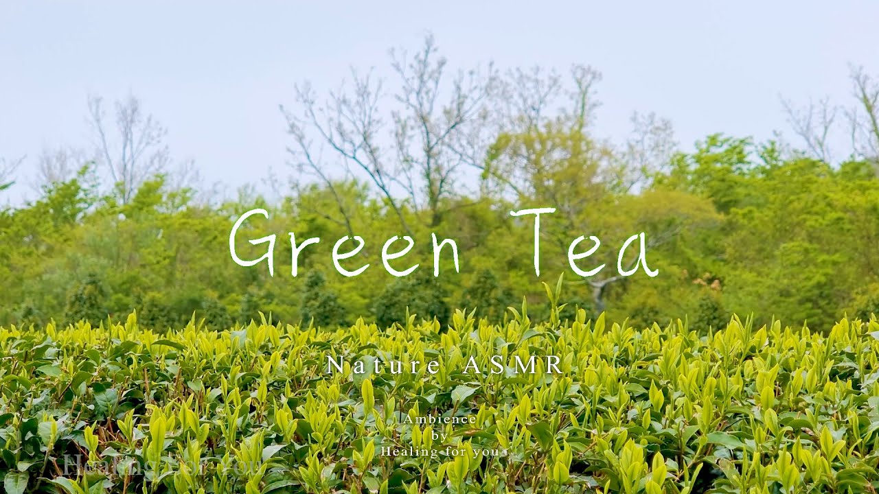| ASMR 자연의소리 8시간 | 녹차 밭 풍경, 새소리, 풀벌레 소리 , Green Tea Field