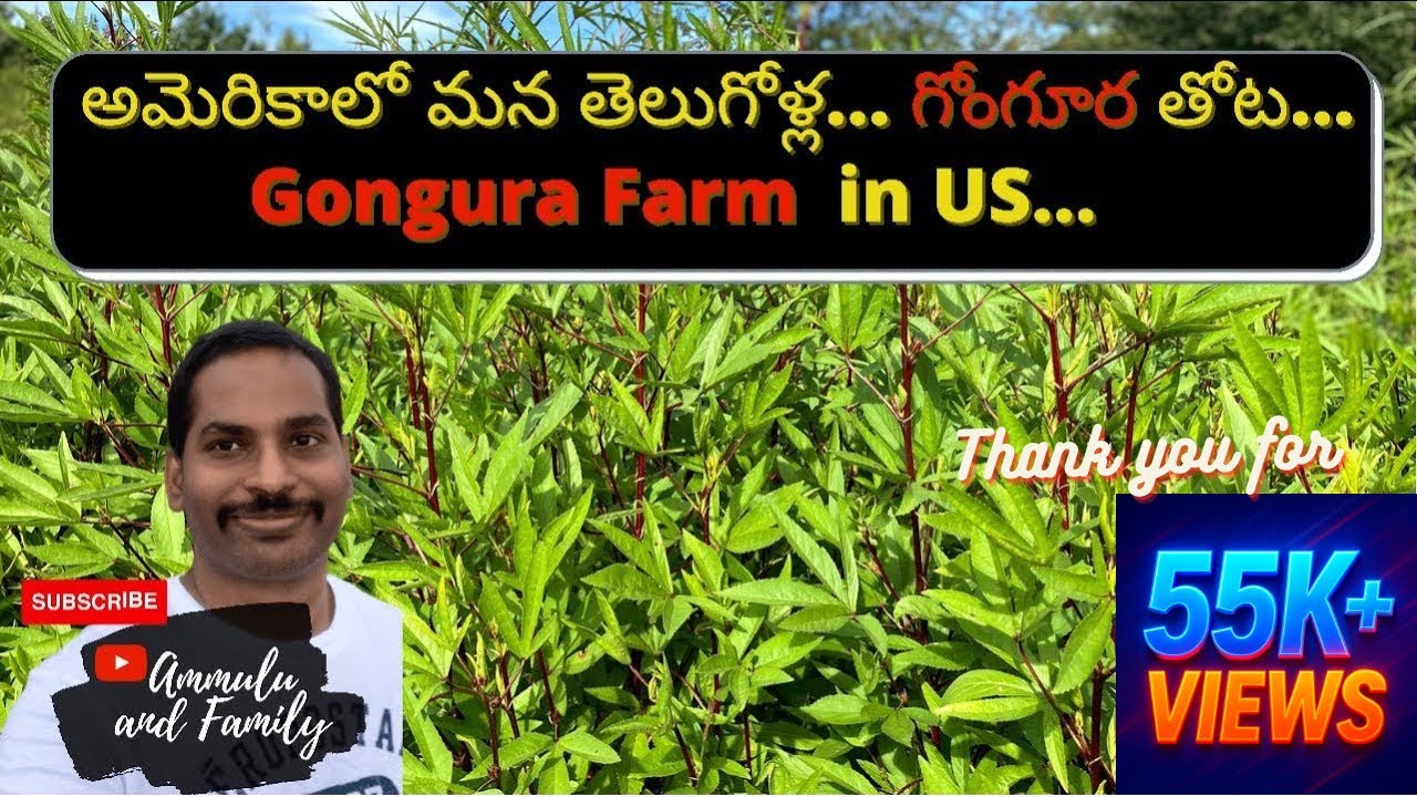 Americalo mana telugolla Gongura Farms(Roselle Farms)|Ammulu and Family - Telugu vlogs from US