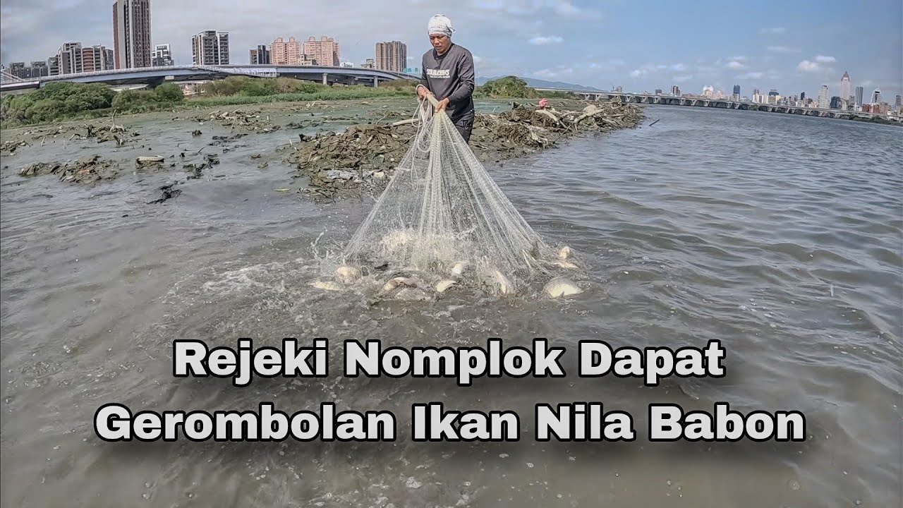 Jala Ikan Nila Babon Di Muara Hasilnya Luar Biasa  / Cast Net Tilapia