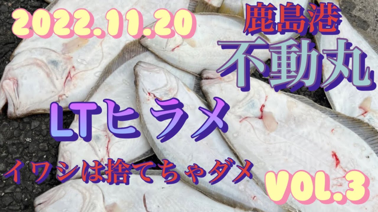 2022.11.20 鹿島港　不動丸　泳がせLTヒラメ　死に餌でもヒラメは釣れるvol.3