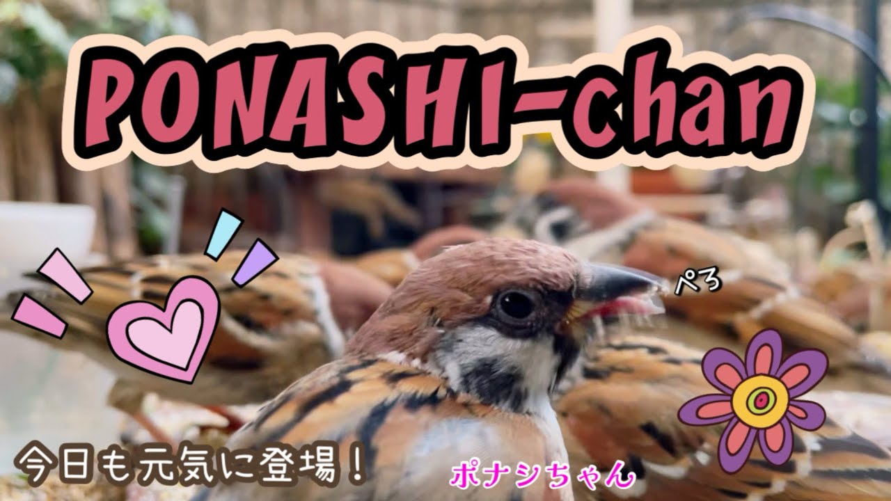 今日の小庭総集編(鳩数２羽)260206