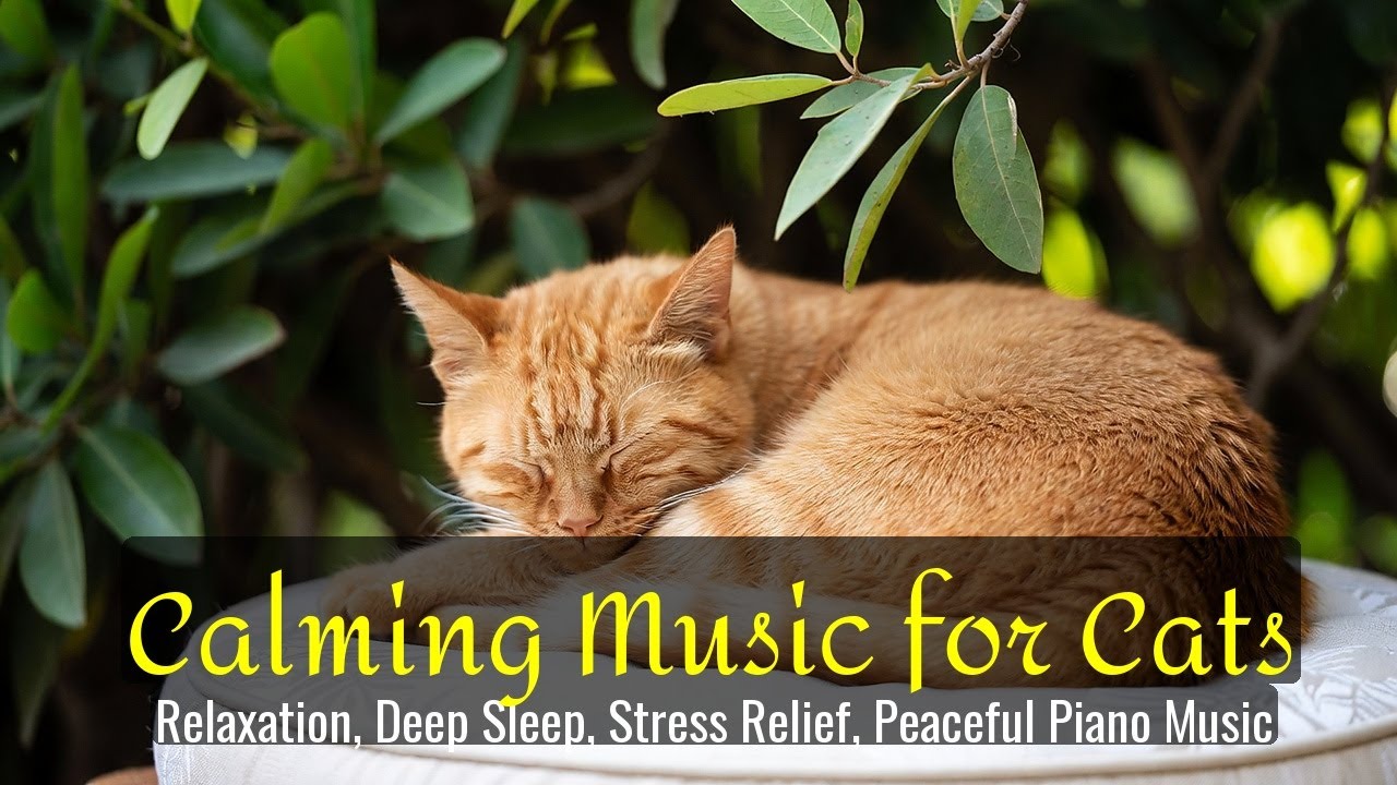 Calming Music for Cats - Relaxation, Deep Sleep, Stress Relief, Peaceful Piano Music | Season 42
