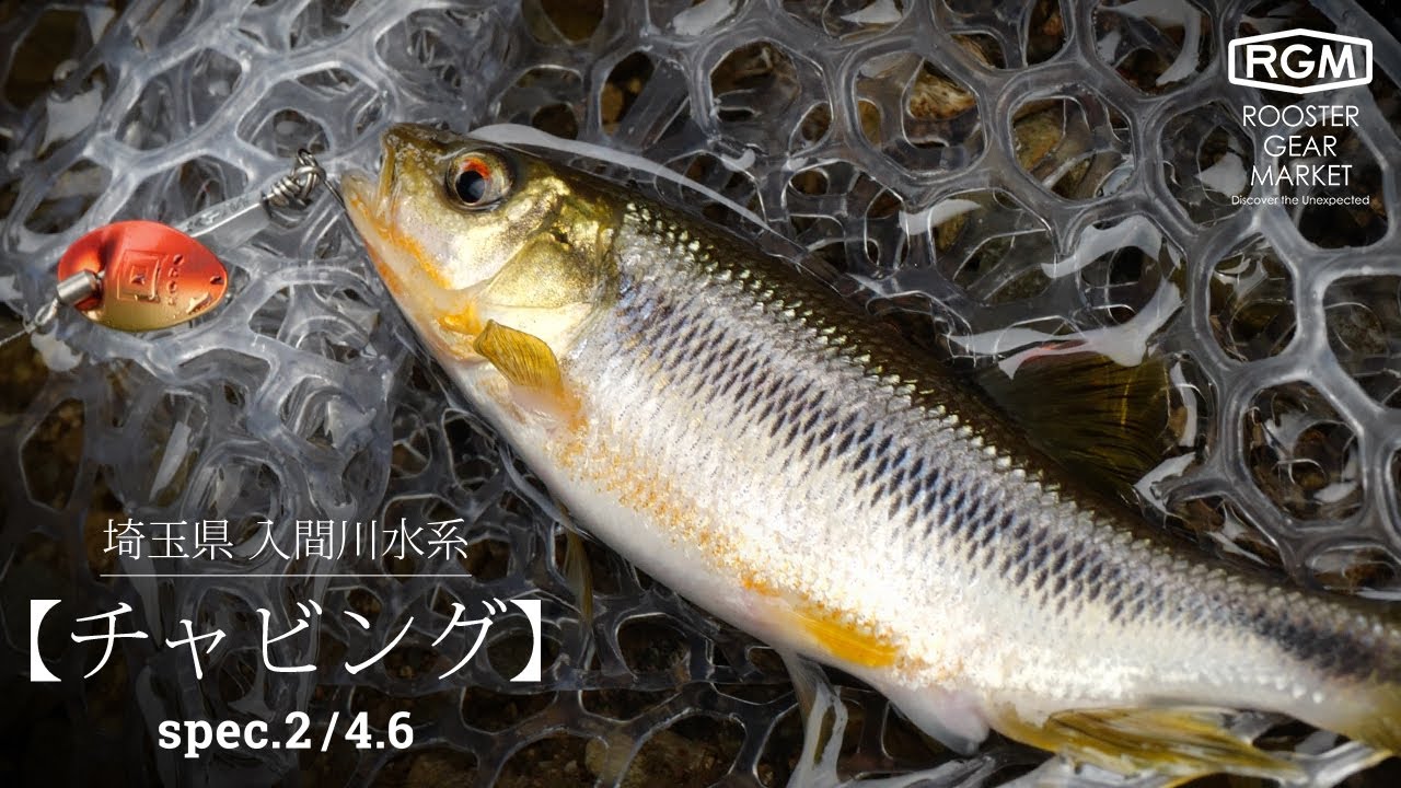 【チャビング】埼玉県 入間川水系
