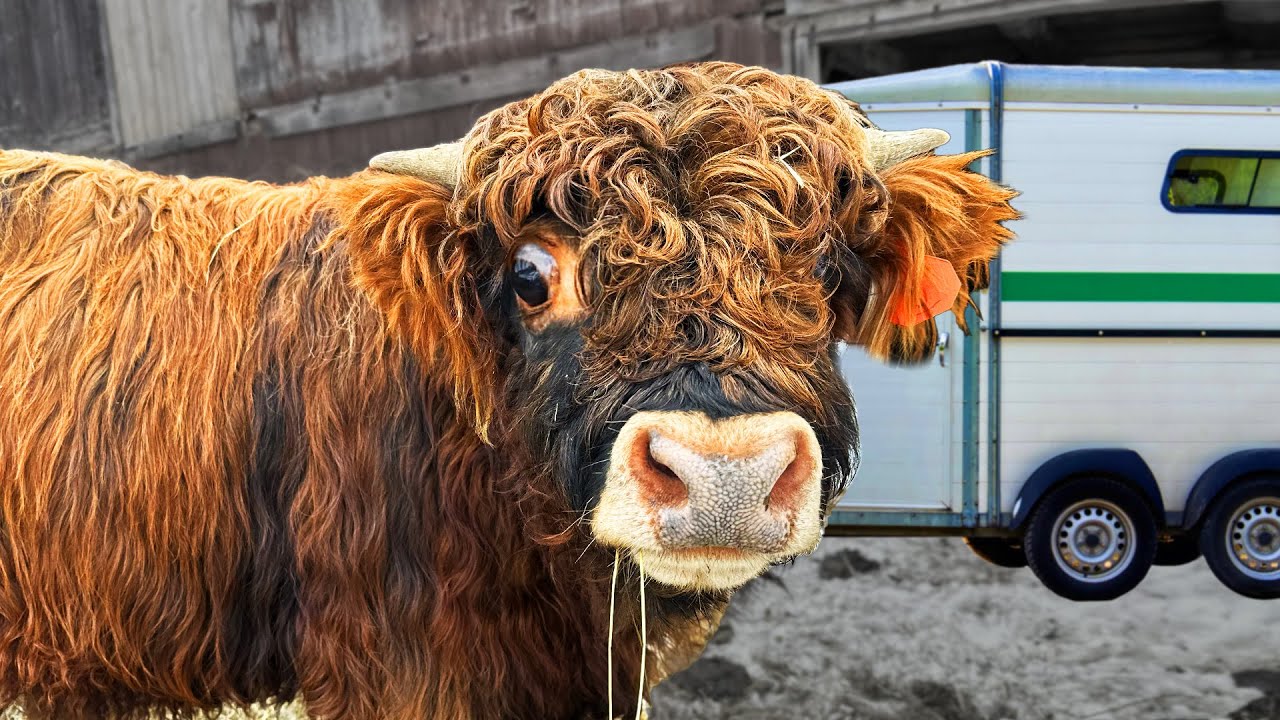 Jimi Hendrix has Left the Farm 😢