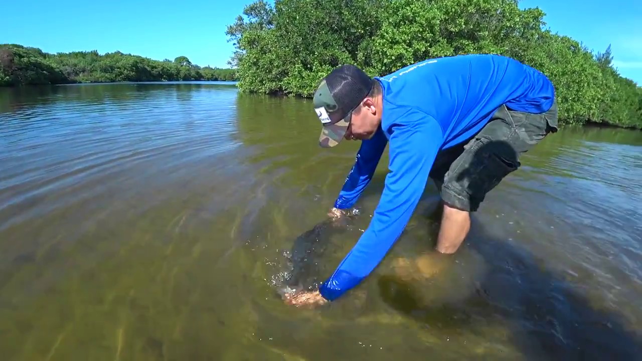 Snook SLAMMING Topwater in Brackish Canals