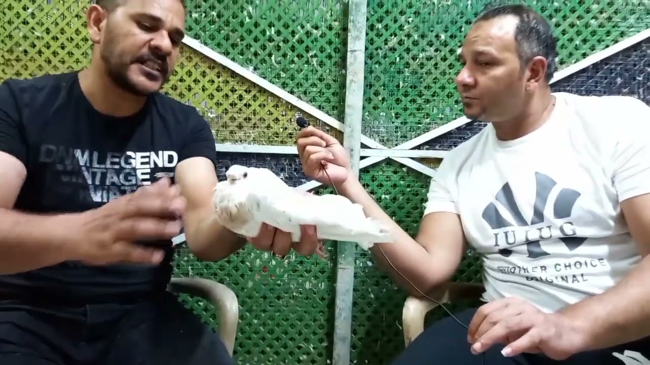 لقاء مع حريف مصر#علاءهمام# الصافي وجمالوا اتفرج على التكوين الجزء الاول