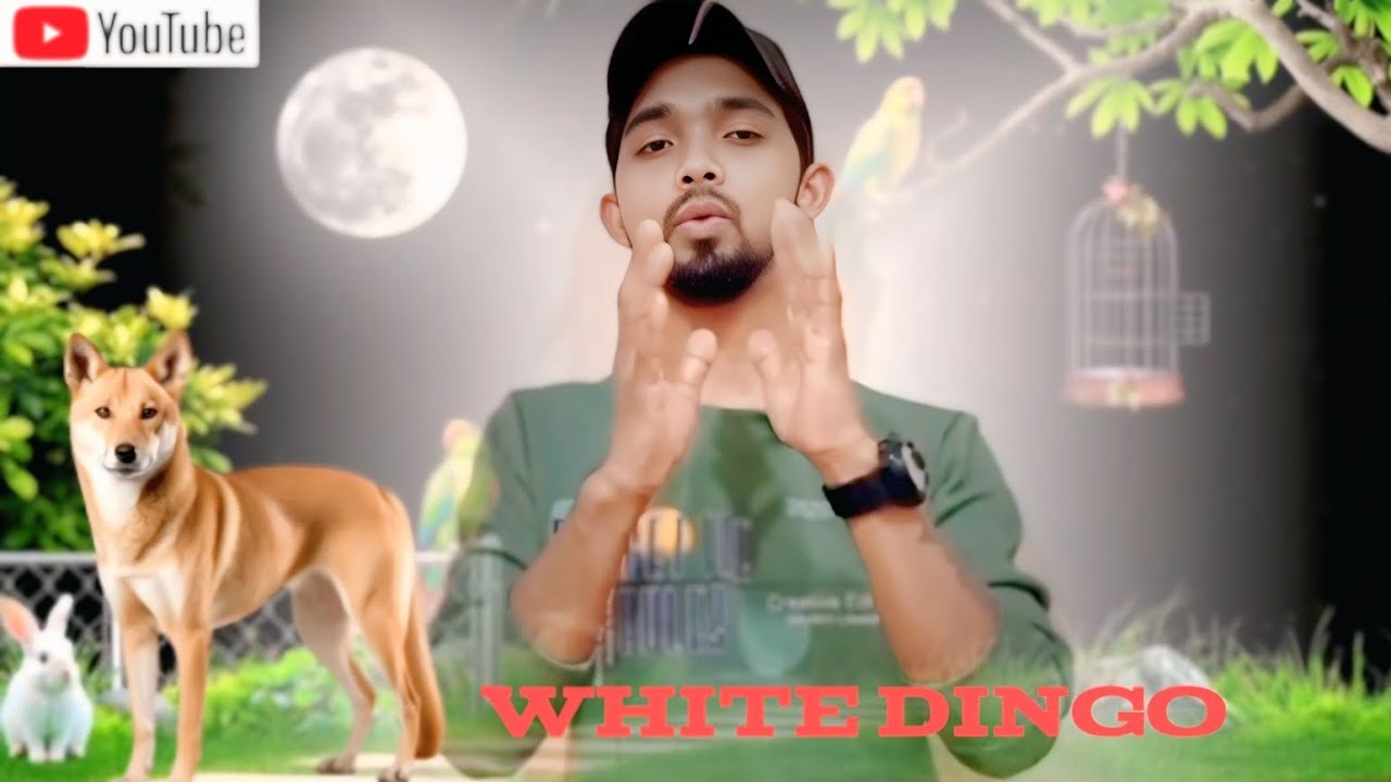 The white dingo is a carnivorous wild dog found mostly in the wild and comes in a variety of colours