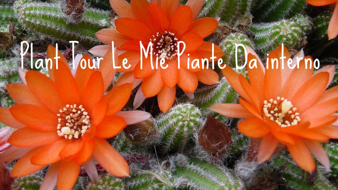 Plant tour le mie piante da interno e non solo