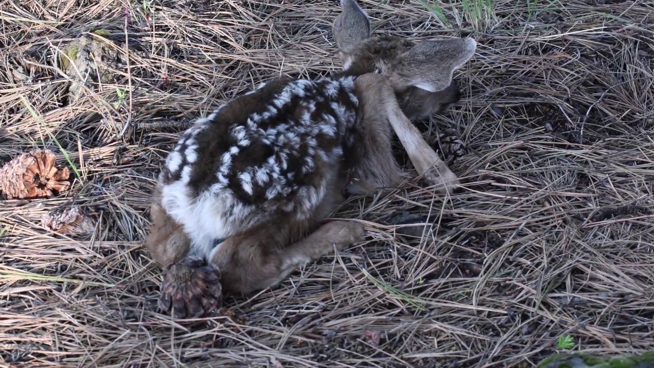 Fawn Reunited with Mother Deer