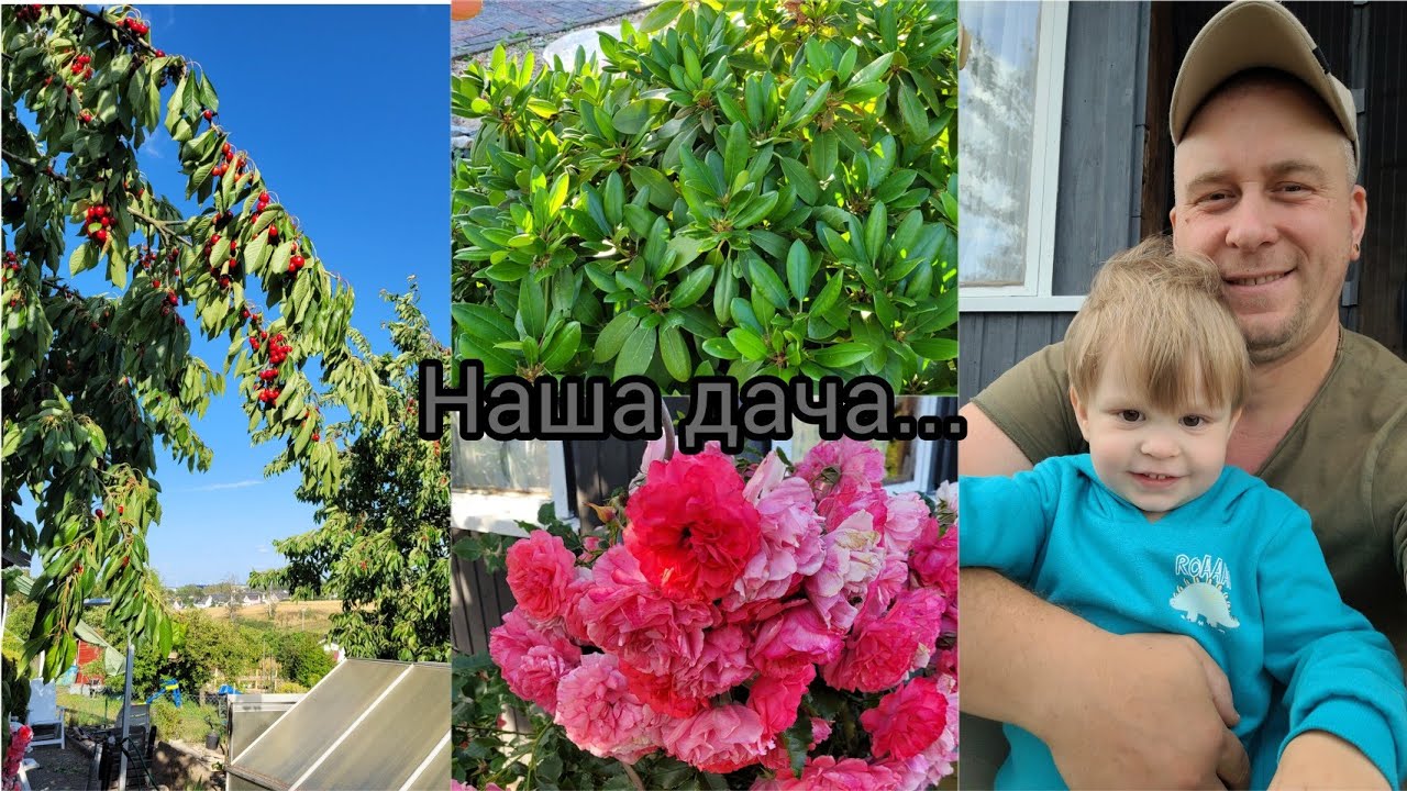 Приобрели дачу в Германии. Дача в Германии.. Как получить дачу...