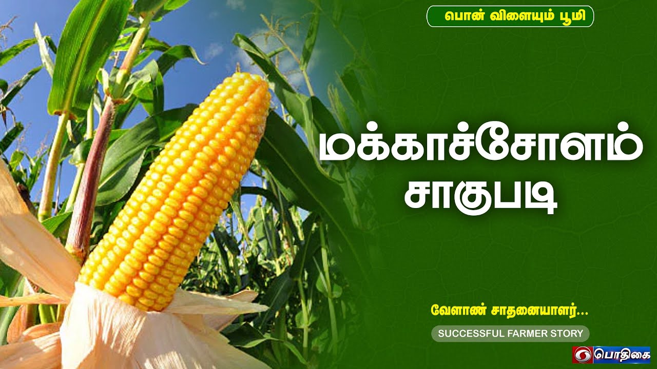 மக்காச்சோளம் சாகுபடி | Successful Farmer Story