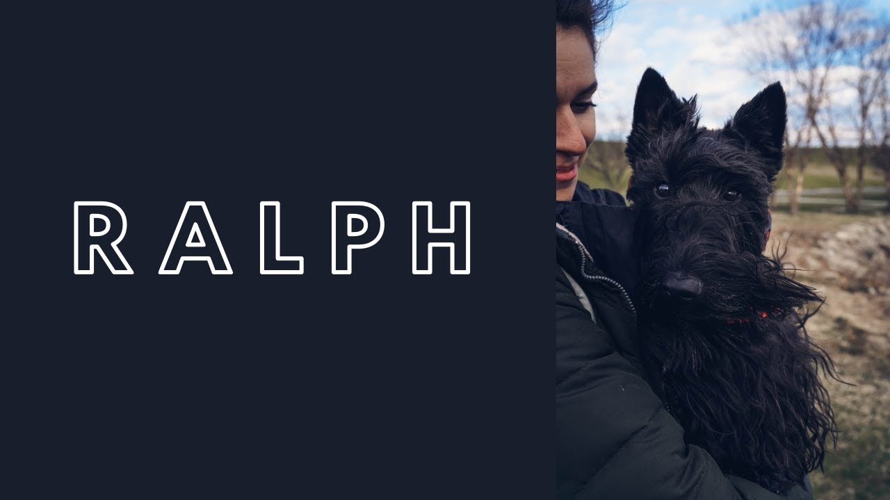 Scottish Terrier 