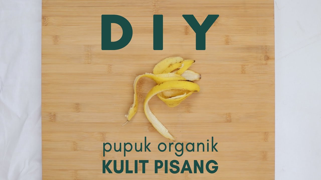 DIY - Cara Membuat Pupuk Organik Kulit Pisang | Sustaination