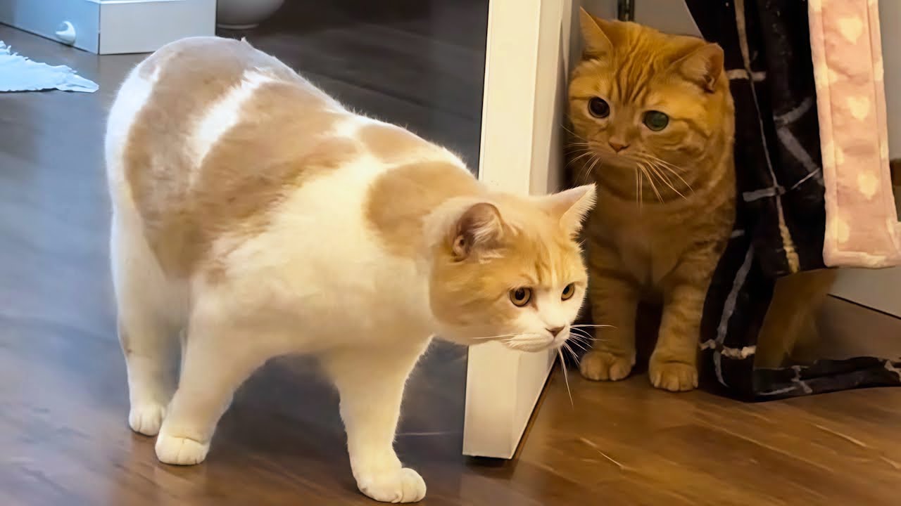 You Laugh, You Lose! 🤣 Funny Cat Videos 2025 😹 Part 89