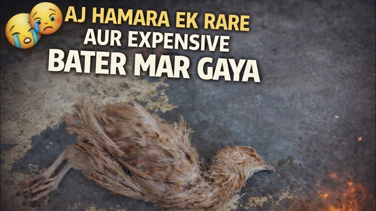 AJ HAMARA EK RARE AUR EXPENSIVE BATER KI DETH HO GAI 😘