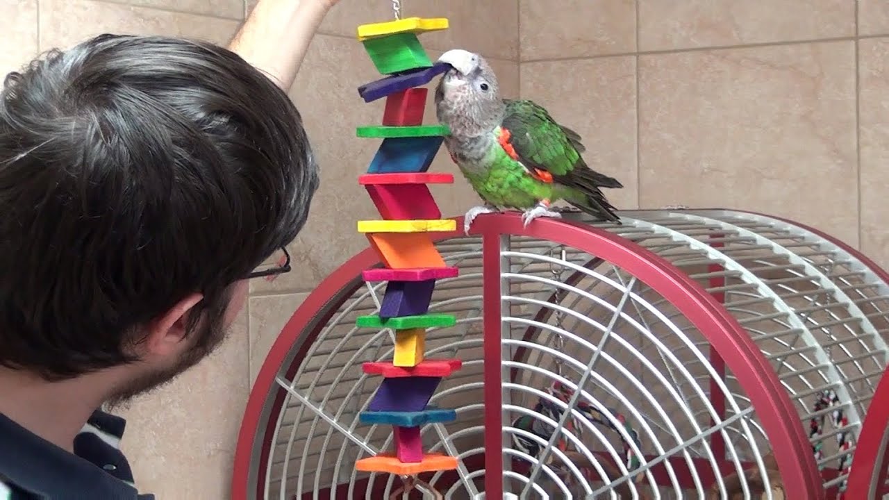Parrots Kili & Truman Moving to New House
