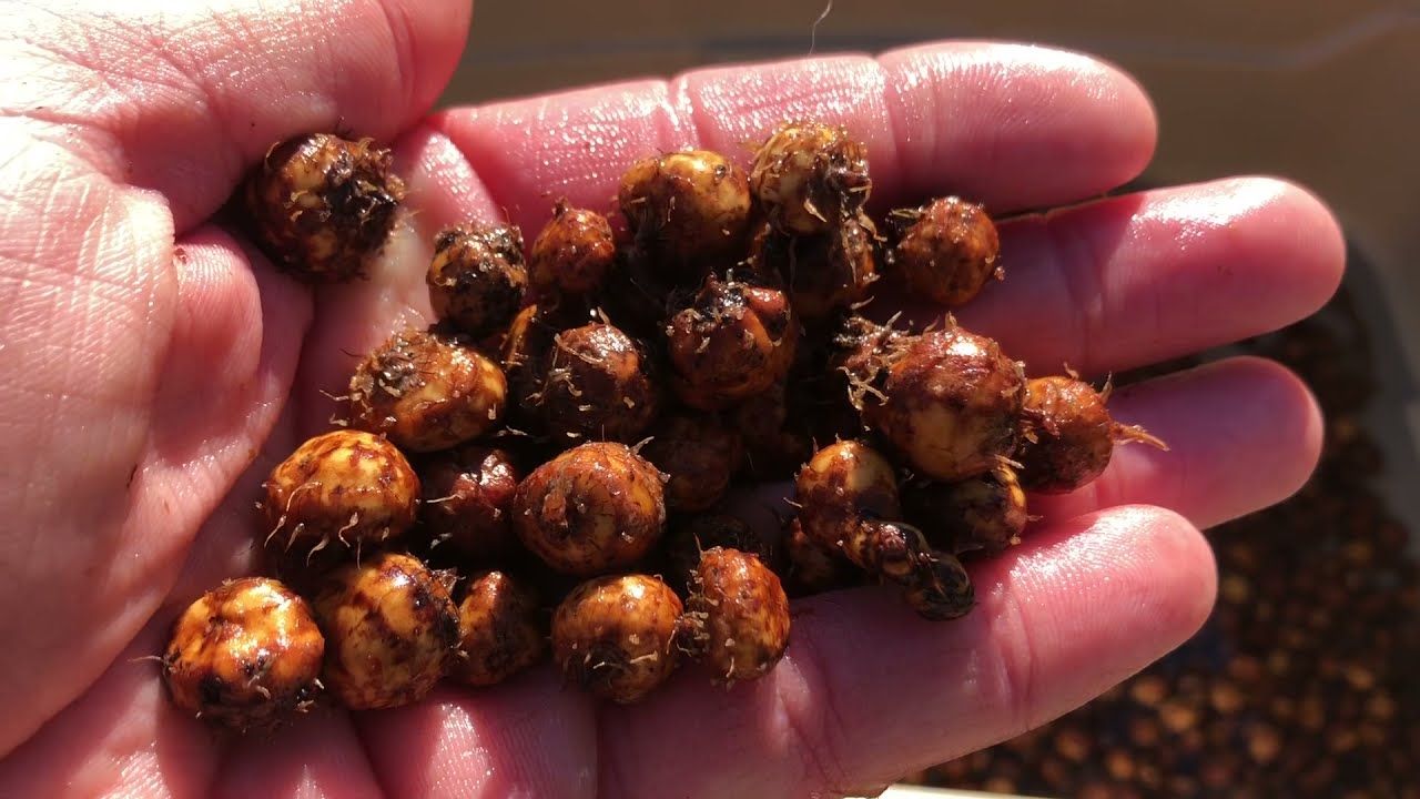 Tiger Nuts (Chufa), The Best Crop You Aren’t Growing