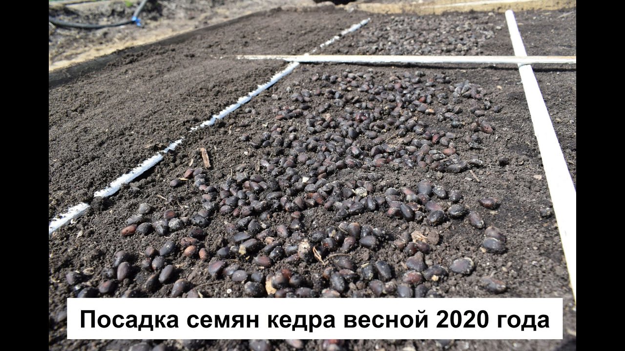 Посадка семян кедра, 2020 год. Практика.