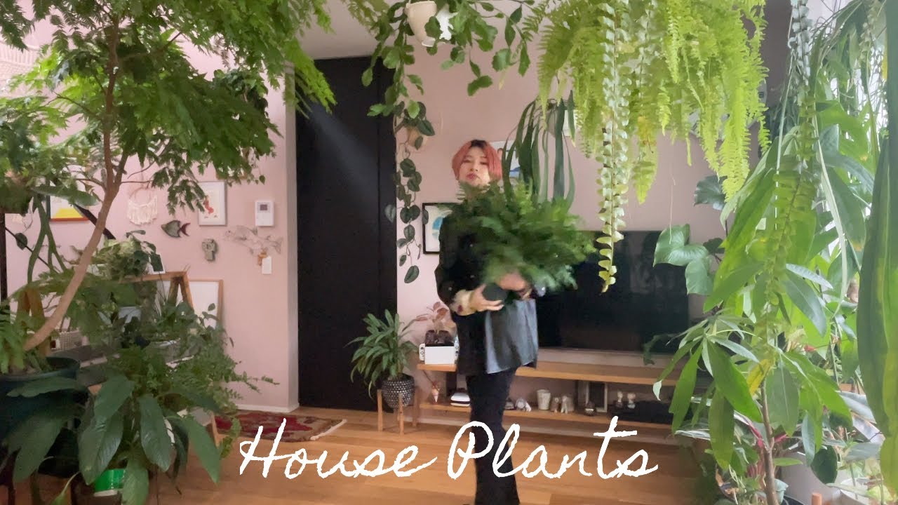 【暮らしを変える観葉植物´-】購入した植物もご紹介します/植物のある暮らし/ガーデニング/インドアグリーン/houseplants/観葉植物インテリア/ボタニカルライフ/관엽 식물