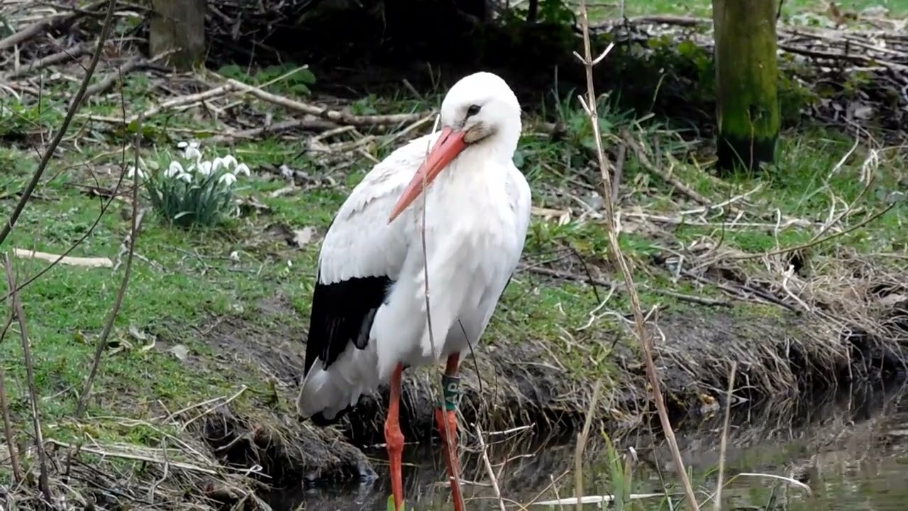 White Storks