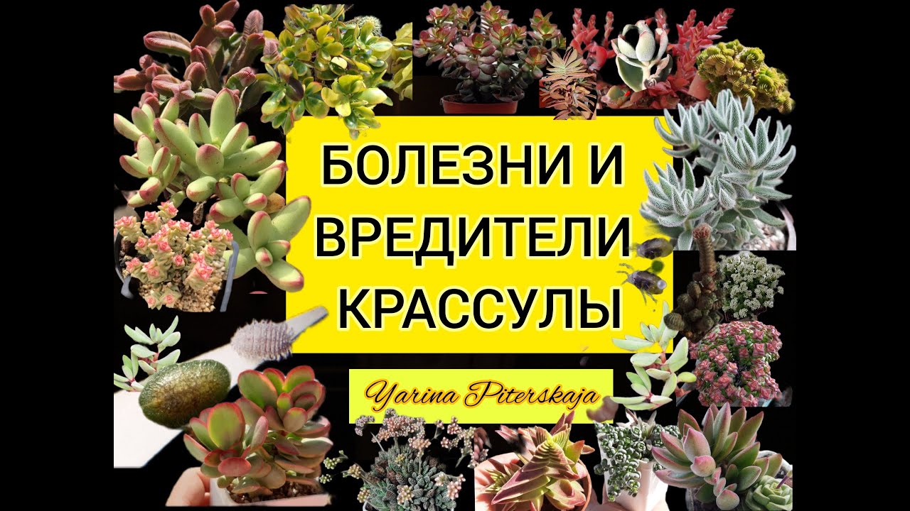 Крассула. Болезни и вредители.