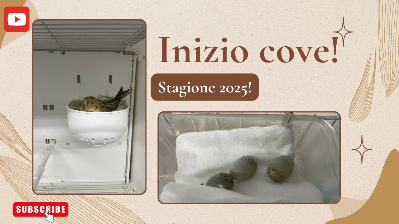 Cove 2025: prime deposizioni!