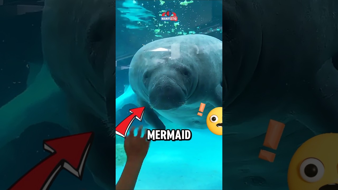 The Animal Behind Mermaid Legends! #facts #animalfacts #wildlife