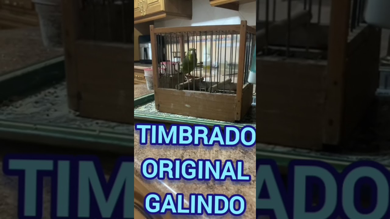 Éste le toca tres hembras …. Viva el Timbrado original.