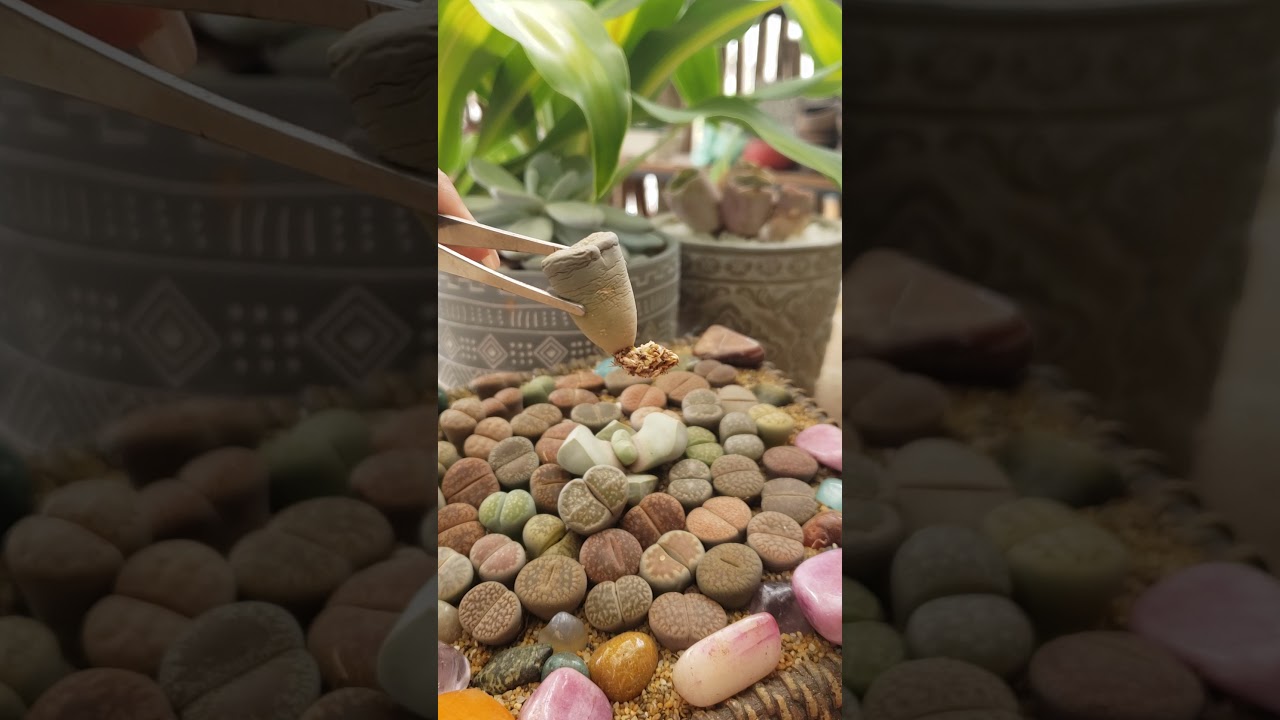 #lithops #suculentas                  Lithops, Datos b&aacute;sicos para su cuidado 😉