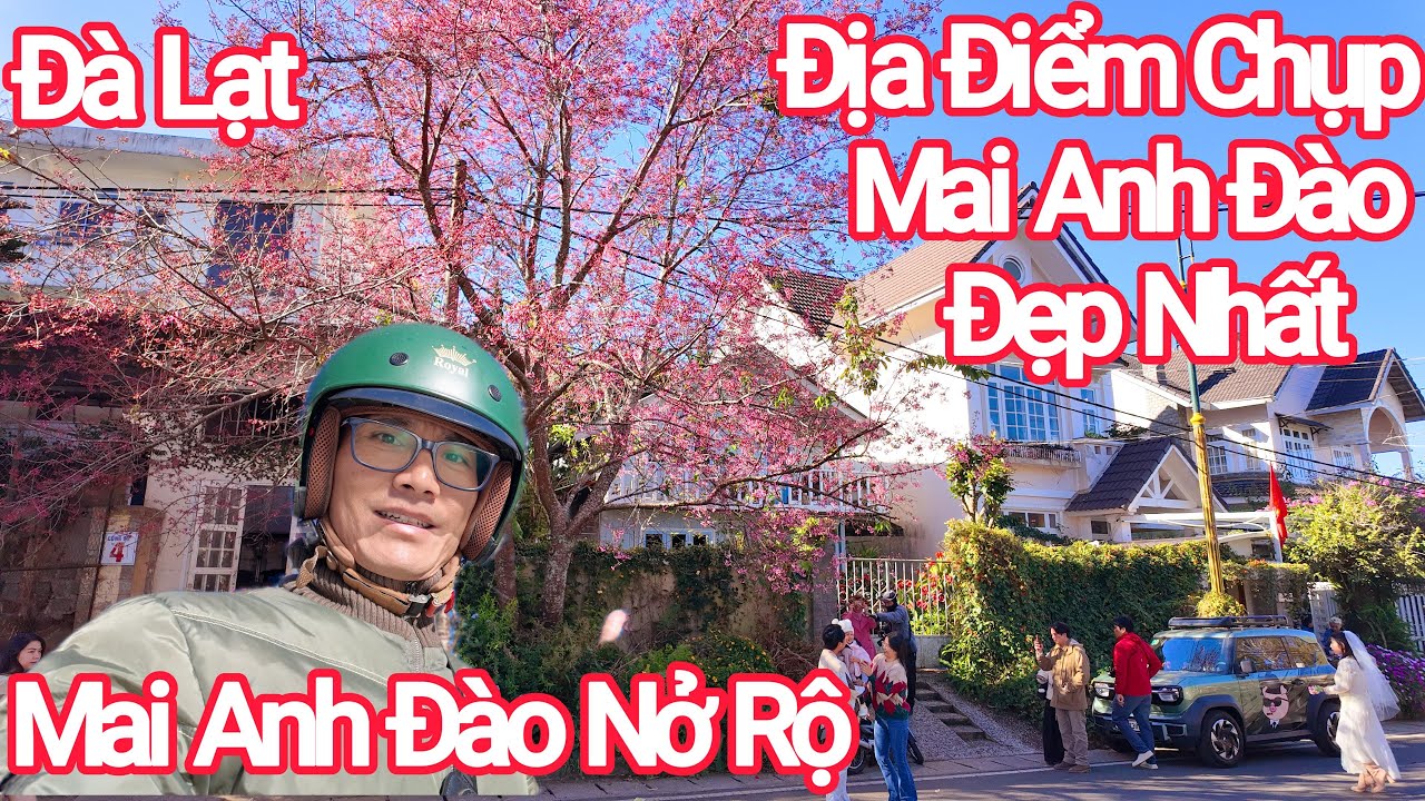 Đà Lạt Top Địa Điểm Chụp Mai Anh Đào Đẹp Nhất Đang Nở Rộ