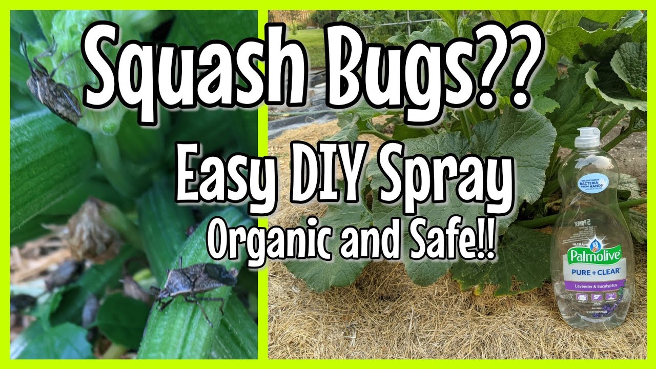 Death to all Squash Bugs: Control this pest with simple Soap and Water