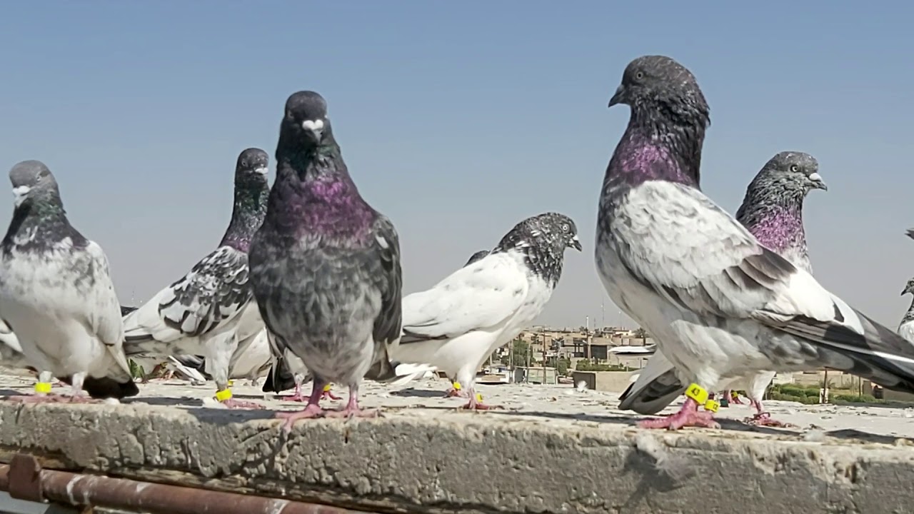مواصفات الطير الزين