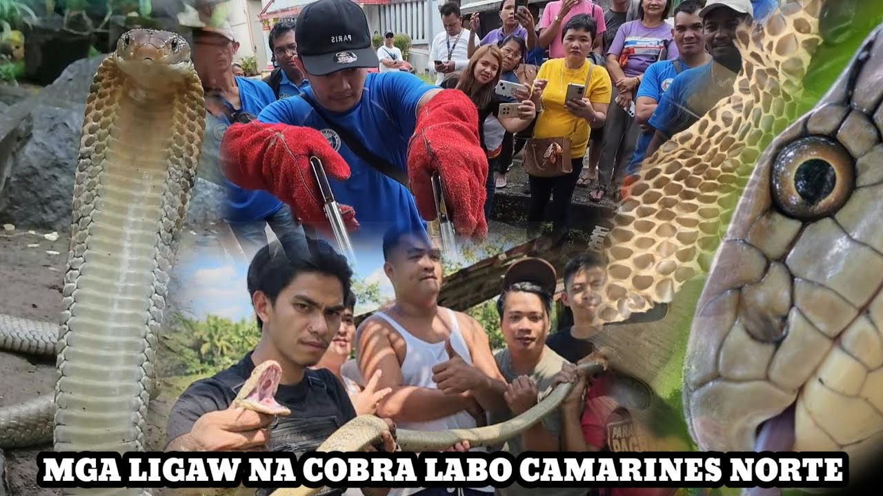 MGA COBRANG LIGAW SA LABO CAMARINES NORTE #cobraprince