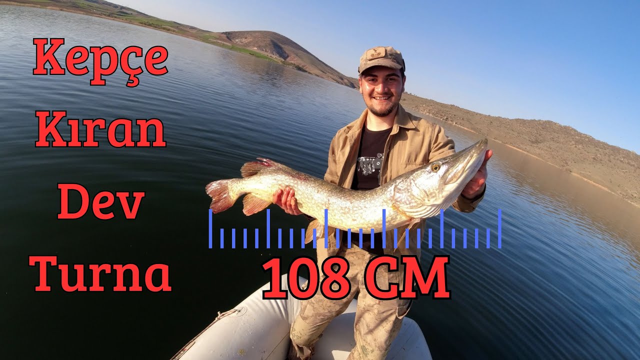 108 Cm Kepçe Kıran Dev Turna. Trofe Turna Avı.