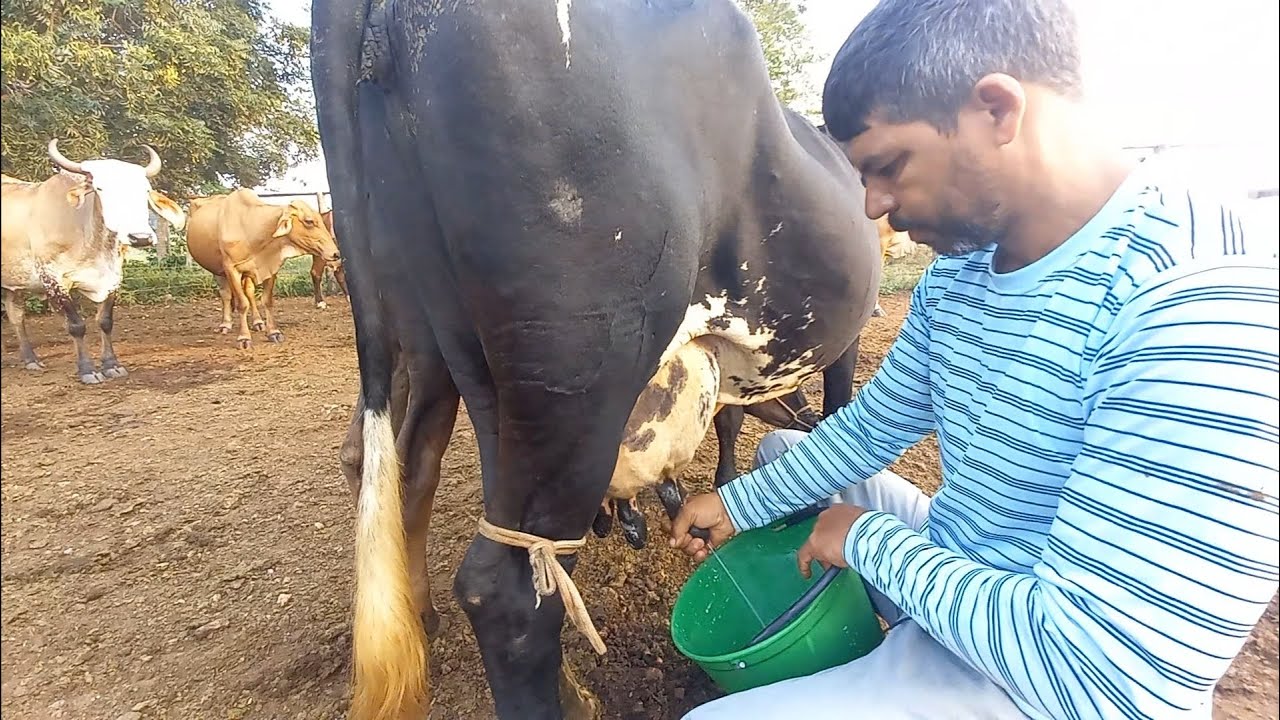 Tirada de leite de vacas a pasto