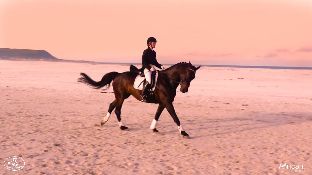 Loving Noordhoek's Horses