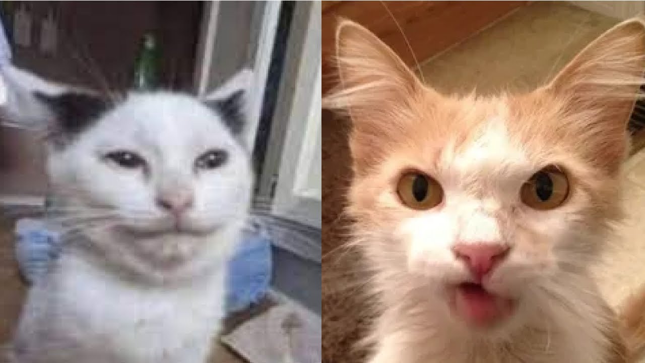 😼 Смешные видео с котиками 😂 Видео про котиков, постарайтесь не смеяться