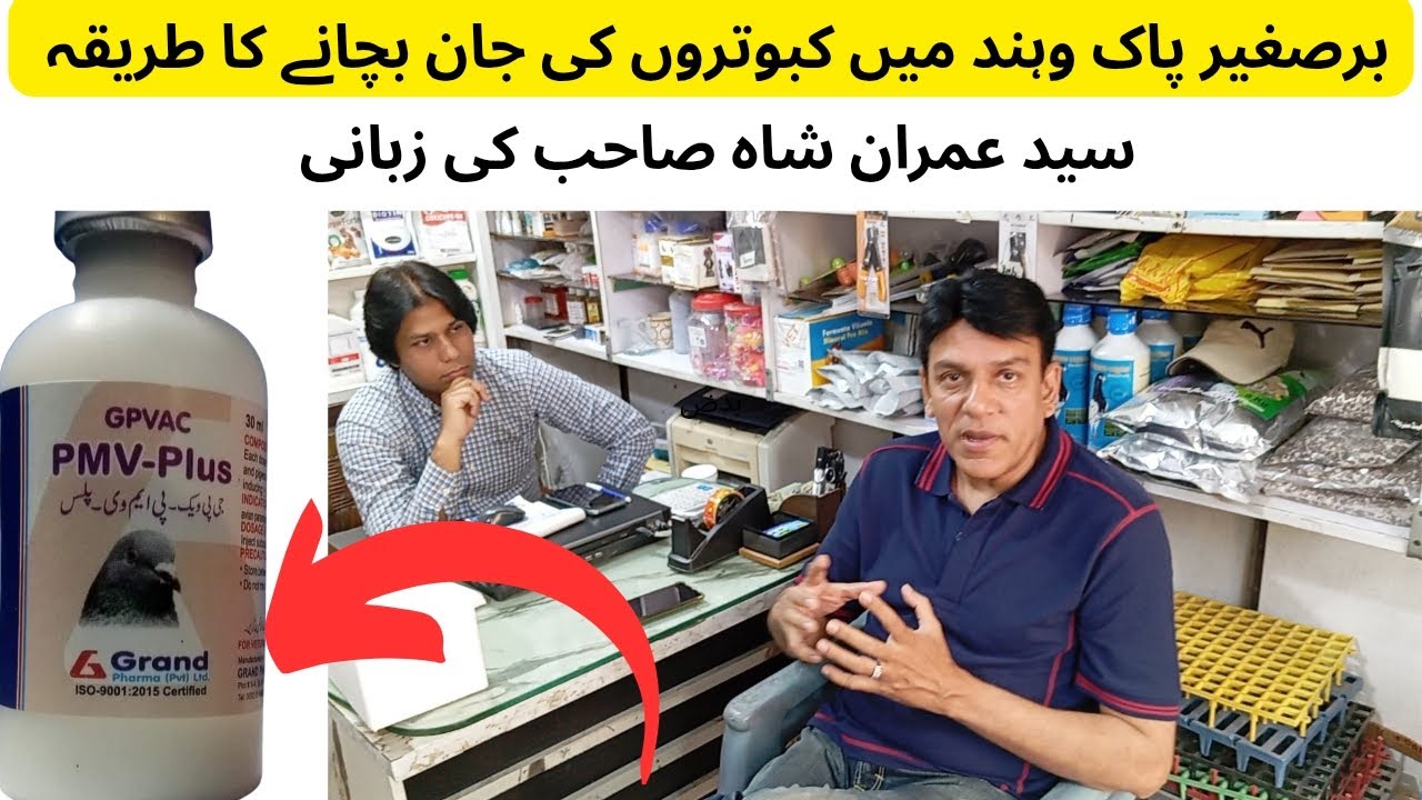 PMV - Plus Pigeons Vaccine | کبوتروں کی جان بچانے کا طریقہ | عمران شاہ صاحب کے ساتھ معلوماتی گفتگو 