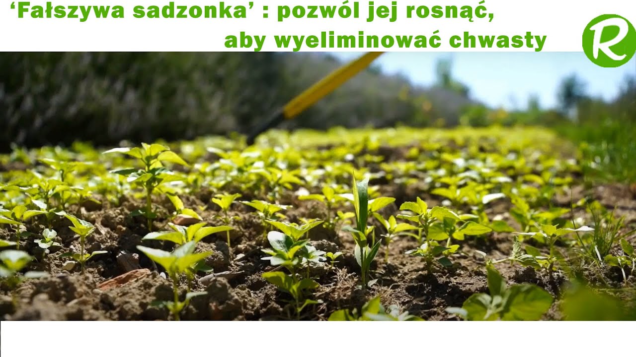 Sporządzanie fałszywego siewu w ogrodzie warzywnym w celu eliminacji chwastów