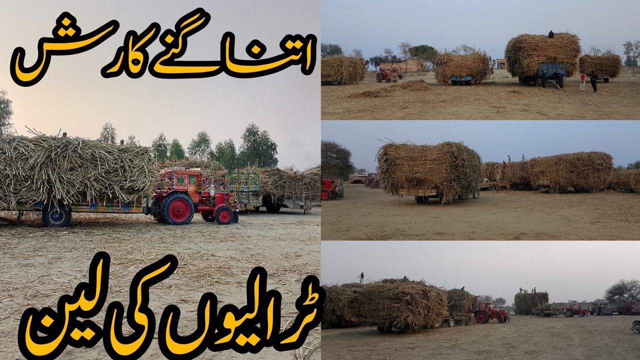 اتنا گنے کا رش ٹرالیوں کی لین@ جونی بھرا 