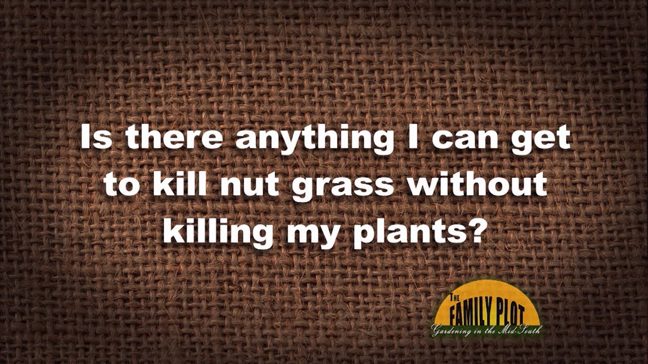 Q&A - How do I kill nut grass in my flowerbed?